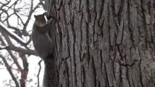 The Matrix: Squirrel Version