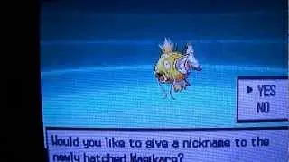Shiny magikarp in white after 1000 eggs!