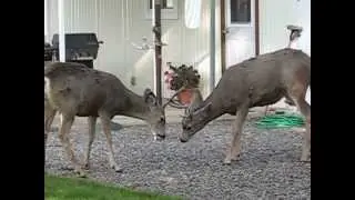 deerPlay