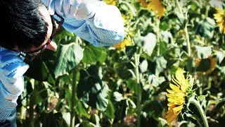 ciccino - in volo (video)