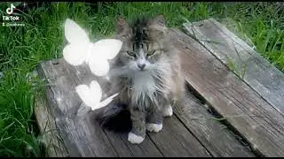 My cat Steel Soul my love pet