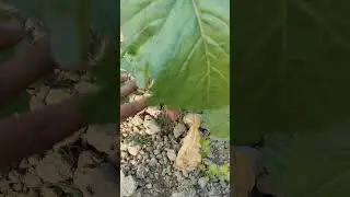 #farming #foryou #coconutfruit #nature #coconut #viralvideo #coconutlove