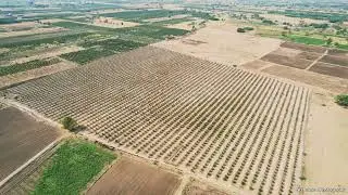 Pomegranate Farm || Agriculture Drone Shoot #agriculture #farming #farm #viral #trending #viralvideo