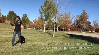 Dog Trainer Reno | Lab Puppy Dog Training
