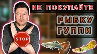 Гуппи - уже Одна из Самых Слабых и Проблемных рыб в содержании? 