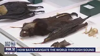 Chicago researchers discover new info on how bats navigate the world through sound