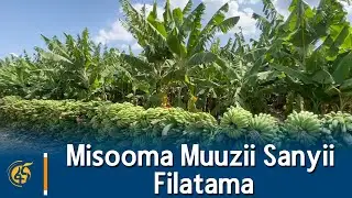 Misooma Muuzii Sanyii Filatamaa