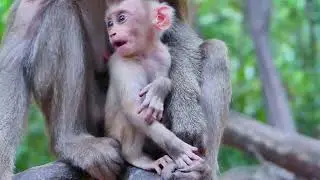 😍 Little monkey, big energy! 💥🐒 #PlayfulMonkey #JungleJoy