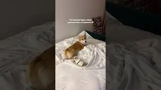И так всегда: от тапков до сапог, от дивана до постели 👠 #corgi #корги #коргипемброк #собака #pets