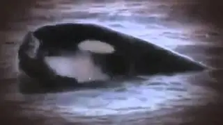 DOKU Killerinstinkt   Der Orcar