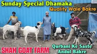 Sunday Special Dhamaka Quality Andul At SHAH GOAT FARM | 2026 Qurbani Ke Saste Bakre In Padgha 