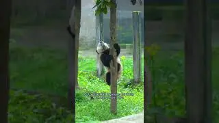 Это мать-природа в ее самом суровом проявлении! #панда #гигантская панда #pandalove #cutepanda #b...