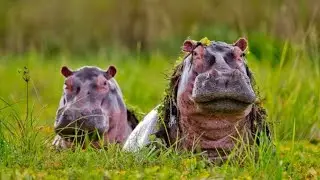 Wild Animal Memes Worth Sharing