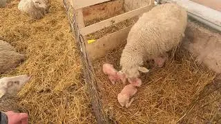 Sometimes Ewes Lamb Late At Night...