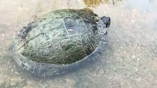 Turtle Lets Me Pet Him