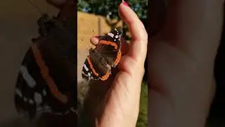 Vlinder komt elke zomer naar mij toe
