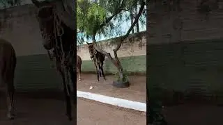 que lindos esperando os donos