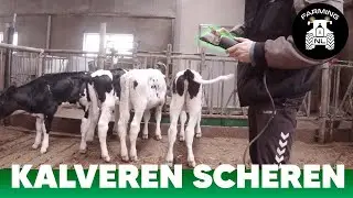 СТРИЖУ ОВЕЦ В ПЕРВЫЙ РАЗ!