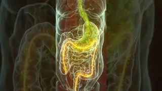The Sweet Effect on the Body   Sugar Digestion & Energy Response