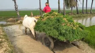 Heavy loading bull cart || వరి కట్టలు లాగుతున్నాయి ఎద్దులు|| farming life style 🌿✨🌾
