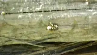 Vespula consobrina worker collecting nest material