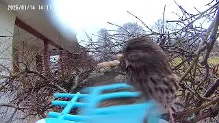 Song sparrow 