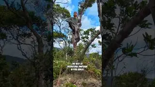 Nest of Prehistoric Dinosaur in Peru Jungle