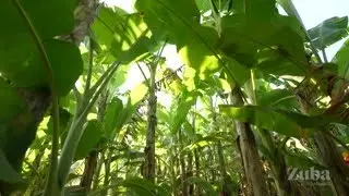Women Beyond Borders - Episode 4 - Cheveux Organique