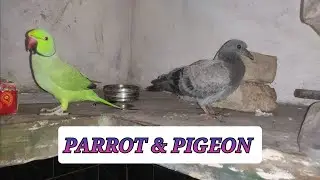 PARROT AUR PIGEON PLAYING TOGETHER || GAMExPLAY || #bird