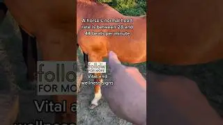 Horses&rsquo; heartbeat