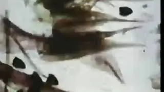 Mothlight but with Merzbow as the Soundtrack