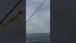 Sea Sniper gets on plane! #fishing #fish #blufin #bajafishing #yellowfin #dorado