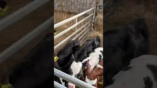 HF vs Desi cow #dairyfarm #kittakhetibadi #dairyfarmaustralia