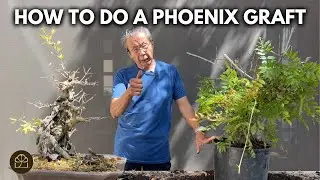Bonsai Technique: How to Revive a Near-Death Tree with a Phoenix Graft