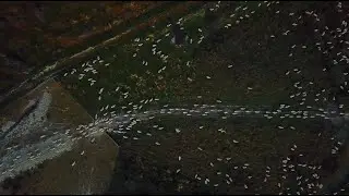 drone footage of sheep in new zealand