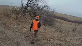 Iowa pheasant hunting 2025 with the Small Munsterlander