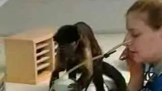 wonder monkeys