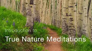 Introduction to True Nature Meditations with Shane McDermott