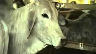 First live cattle export shipment to Indonesia leaves north Queensland