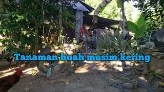 Menyiram air pohon buah di belakang Rumah