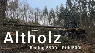 🌲Ecolog 590D🌲f&auml;llt der Baum zum Nachbar?🥵🌲 Gesund oder Faul?⚠️ kein Erbarmen f&uuml;r die Stihl 500i❤️&zwj;🔥