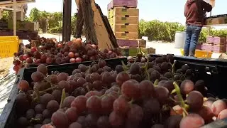 trabajando en Los Campos de Uva En Sonora 1/3