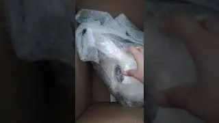 DREAMVISIONS CREATIONS K9 SKULL UNBOXING
