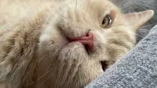 British shorthair cat #britishshorthaircat #cute #britishcat #kitten #garfield #orangecat #catbreed