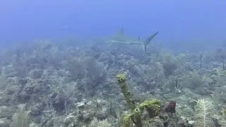 Esp 55 St Kiits Scuba