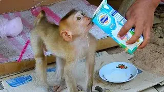Feeding milk poor abandoned baby monkey Axel