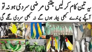 How can you protect your birds extreme cold? Sardi main parindo ki care 