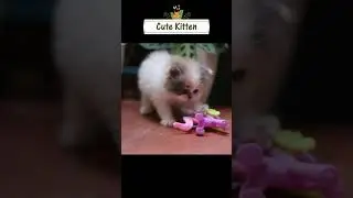 Cute Kitten - Long Hair Persian Cat #shorts