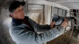 Gołębie z tradycją Kombajnisty Bizona Kazimierza