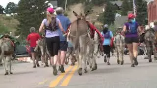 Pack Burro Race Victor Colorado 2019